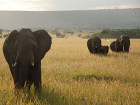 Tailormade Kenya family holiday