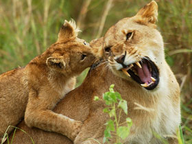 Tailormade Kenya family holiday