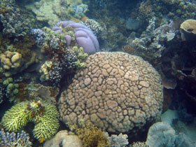 Ningaloo Reef day tours, Western Australia