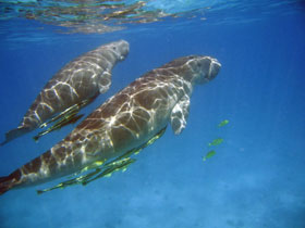 Ningaloo Reef day tours, Western Australia