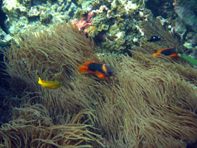 Ningaloo Reef day tours, Western Australia