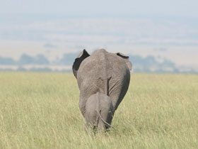Great Wildebeest Migration safari in Kenya and Tanzania