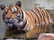 Tiger safaris, main image