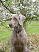 Our Weimaraner Millie, Herefordshire farmstay accommodation