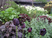 Garden, Herefordshire farmstay accommodation