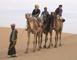 Camel, Dakhla Oasis desert accommodation in Egypt