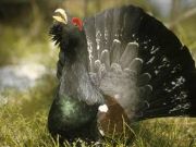 Capercaillie, volunteer project on climate change