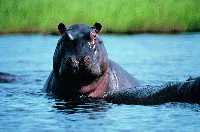 Hippo, Conservation holiday in South Africa