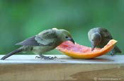 Tobago beach accommodation, birdlife