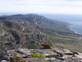 South Africa's National Park Internship Program, antelope