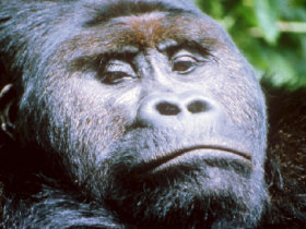 Gorilla Safari and the Masai Mara by Responsible Travel