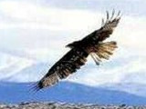 Steppe Eagle on Snow leopard conservation volunteer work, Altai