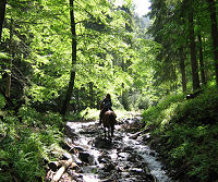 Horse riding holidays in Transylvania