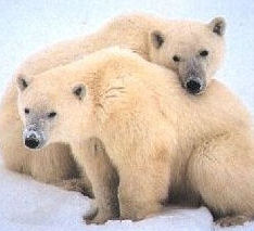 Polar bears