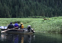 Boat, grizzly bear watching