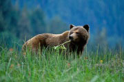 Bear, Grizzly Bear watching tour in BC