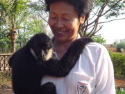 Gibbon, volunteer at a primate rehabilitation centre