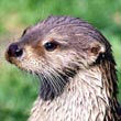 Wildlife on a photography holiday in Scotland