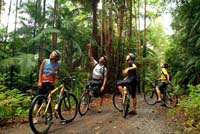 Biking in the rainforest, NSW mountain biking tours