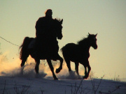 Horses on Romania holiday