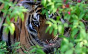 Tiger on India family holiday
