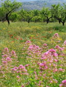 Quatretondeta wild flowers on walking holiday in Spain