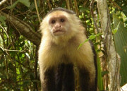Monkeys on Teach and learn Spanish in Costa Rica holiday