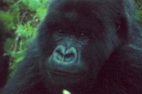 Mountain gorilla, Mountain biking & Gorilla safari in Uganda