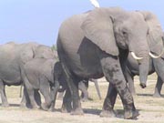 Elephants, Mountain biking holiday in Kenya & Tanzania