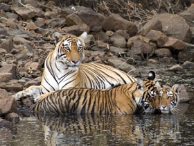 Tailor made tiger safari in India