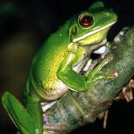 White-lipped treefrog - Wilderness walks in Daintree Rainforest