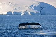 Antarctic diving expedition wildlife