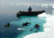 Divers during the Antarctic diving expedition