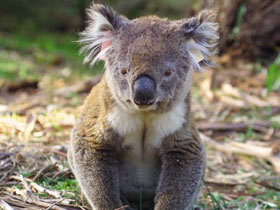 Great Ocean Road Aboriginal culture tours, Australia
