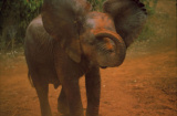 Elephant on Kenya & Uganda safari
