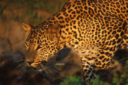 Leopard on Sri Lanka culture & wildlife holiday