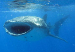 Whale shark on Mozambique marine conservation holiday