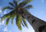 Palm beaches on Mozambique marine conservation holiday