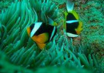 Fish on Mozambique marine conservation holiday