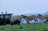 Zebra on Selous safari holiday