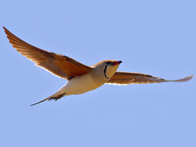 Andalucia bird watching tours, Spain