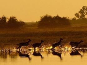 Botswana camping safari