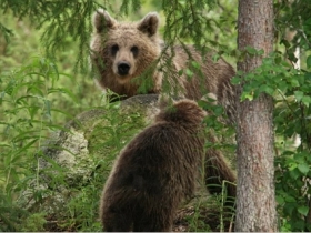 Brown bear watching in Finland
