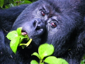 Uganda tours, Gorillas and wildlife