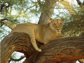 lion