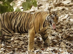Tiger safari, National Parks of India
