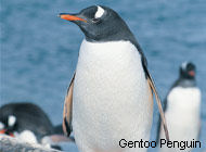 Penguins in Antarctica
