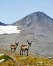 Wildlife on Sweden hiking holidays