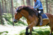 Horse riding on Sweden adventure holiday