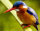 Kingfisher on wildlife tour of Zambia